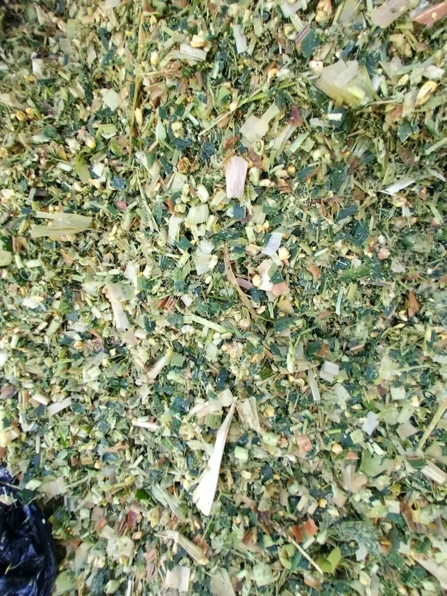 MAIZE BALES - Image 1