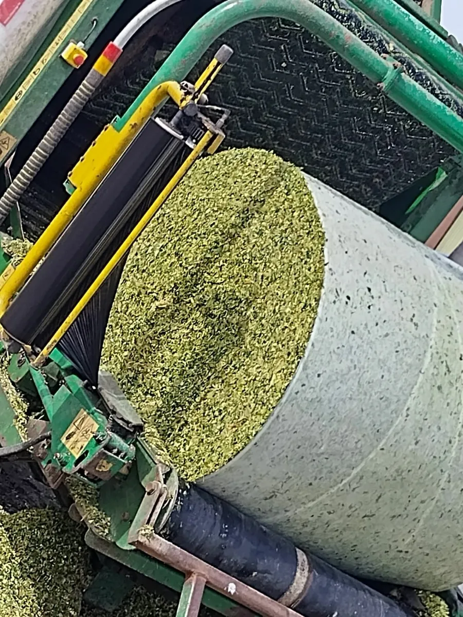 MAIZE BALES - Image 3
