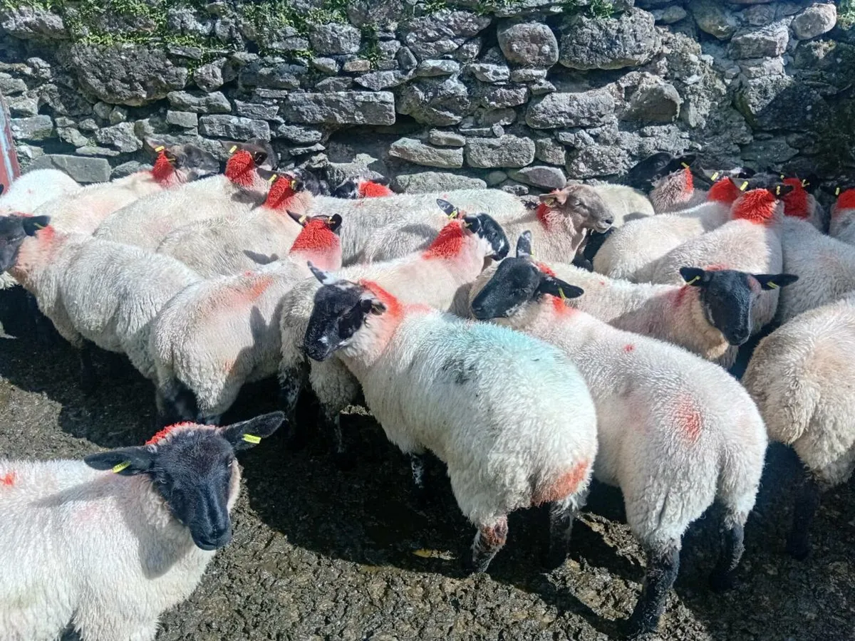 💥speckled Ewe lambs💥 - Image 2