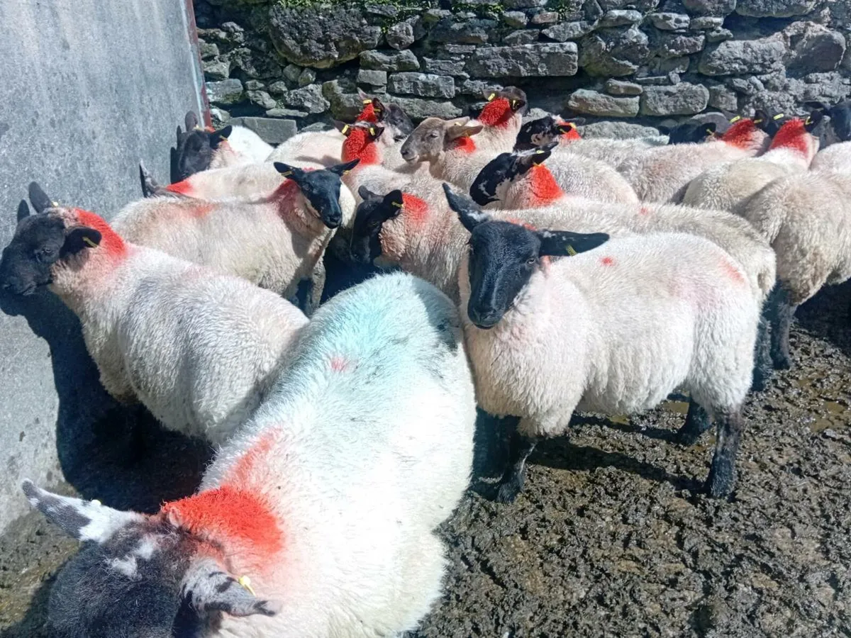 💥speckled Ewe lambs💥 - Image 1