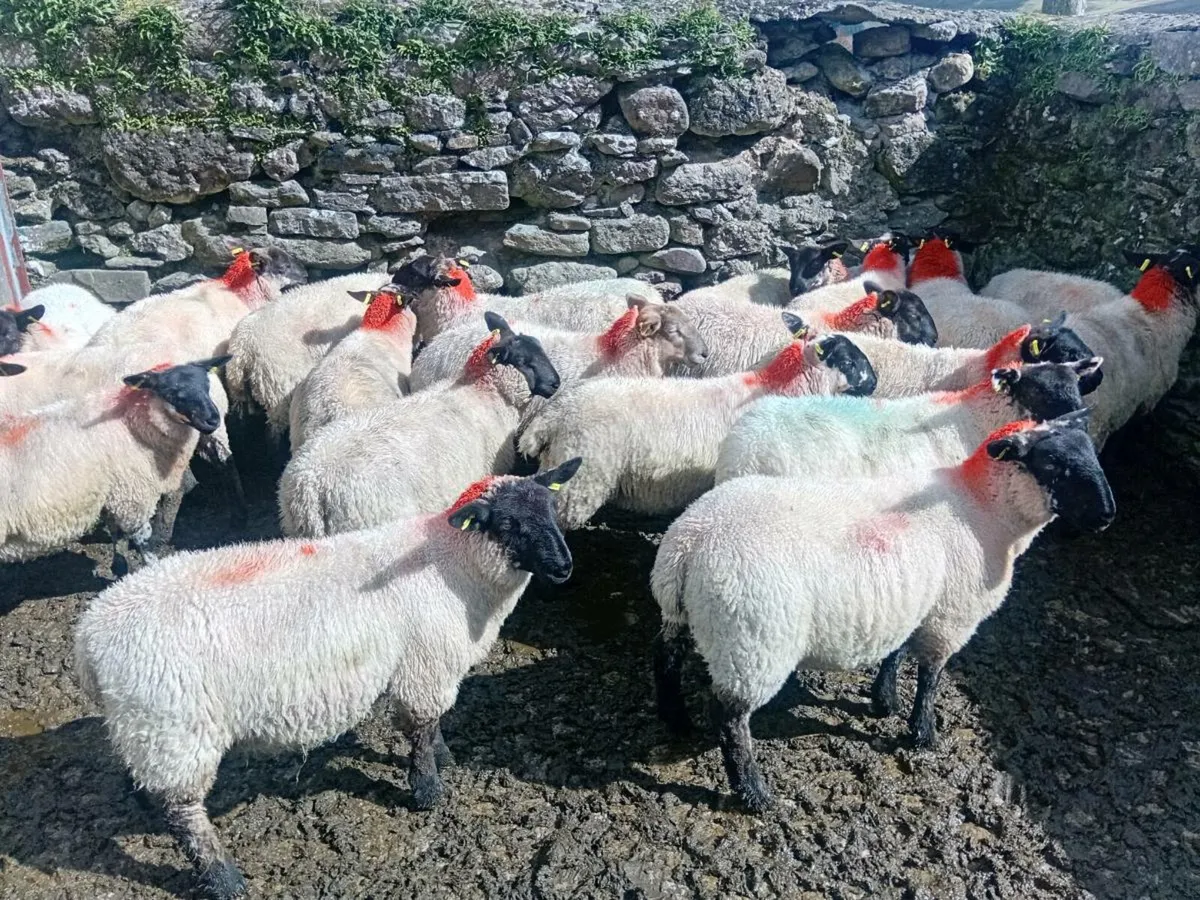 💥speckled Ewe lambs💥 - Image 3