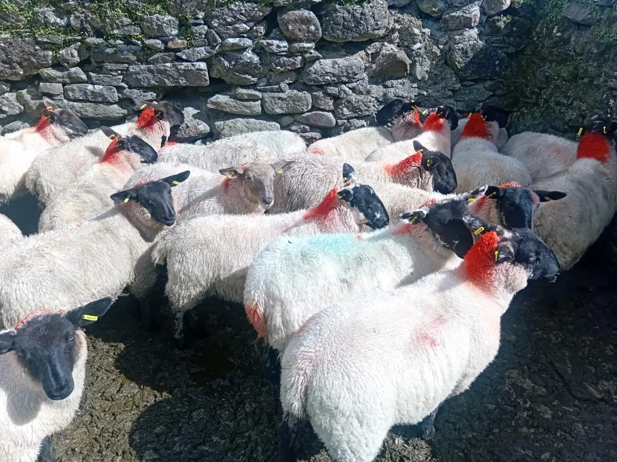 💥speckled Ewe lambs💥 - Image 4
