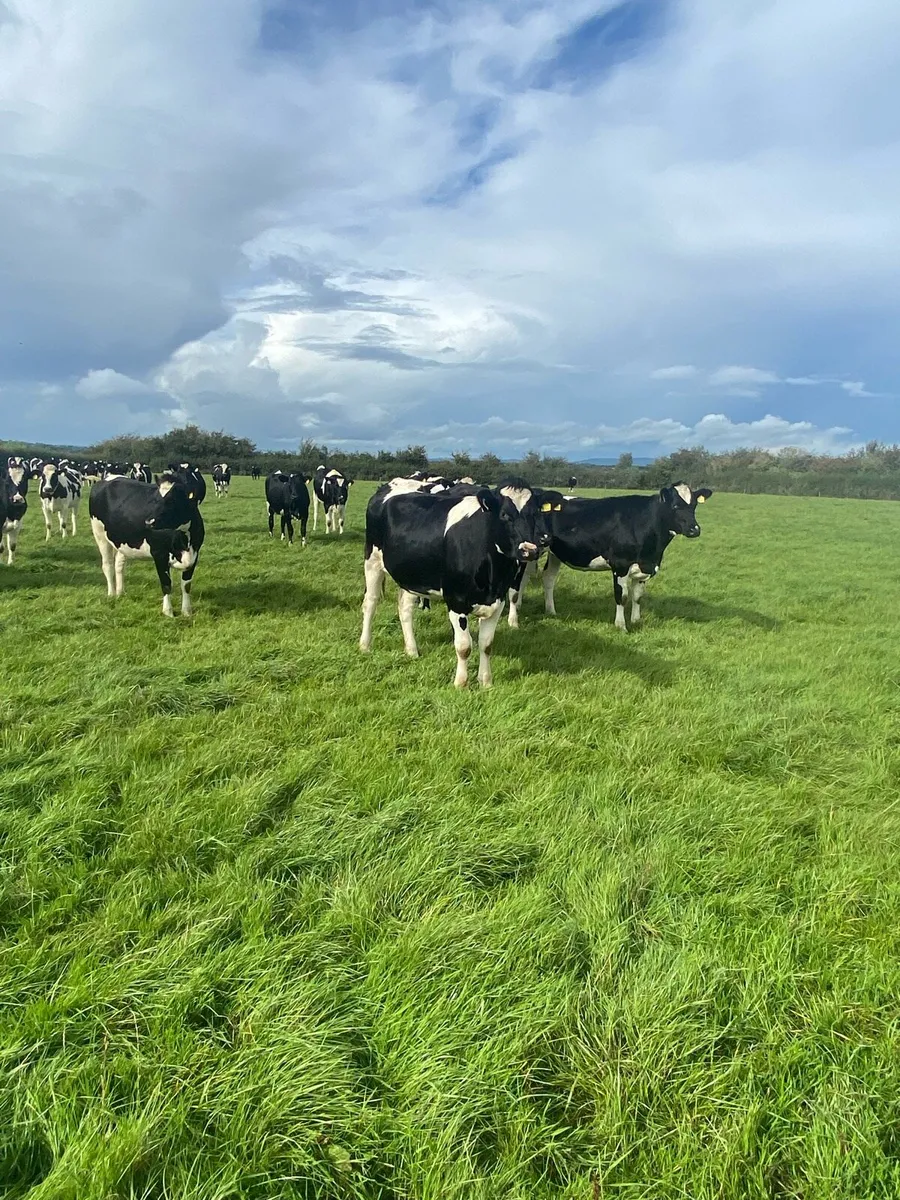 In calf heifers - Image 1