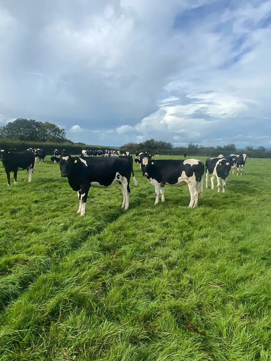 In calf heifers - Image 2