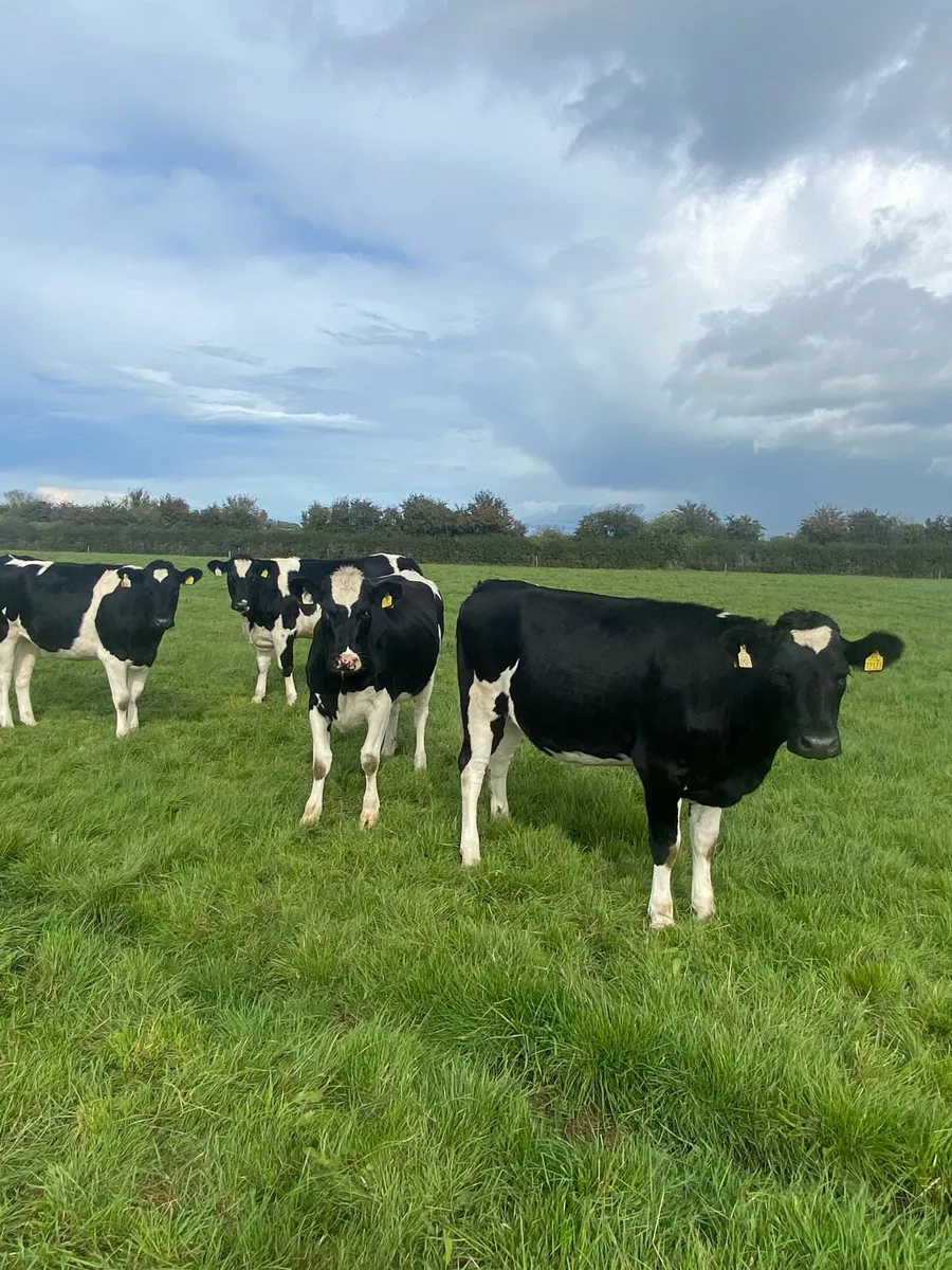 In calf heifers - Image 3