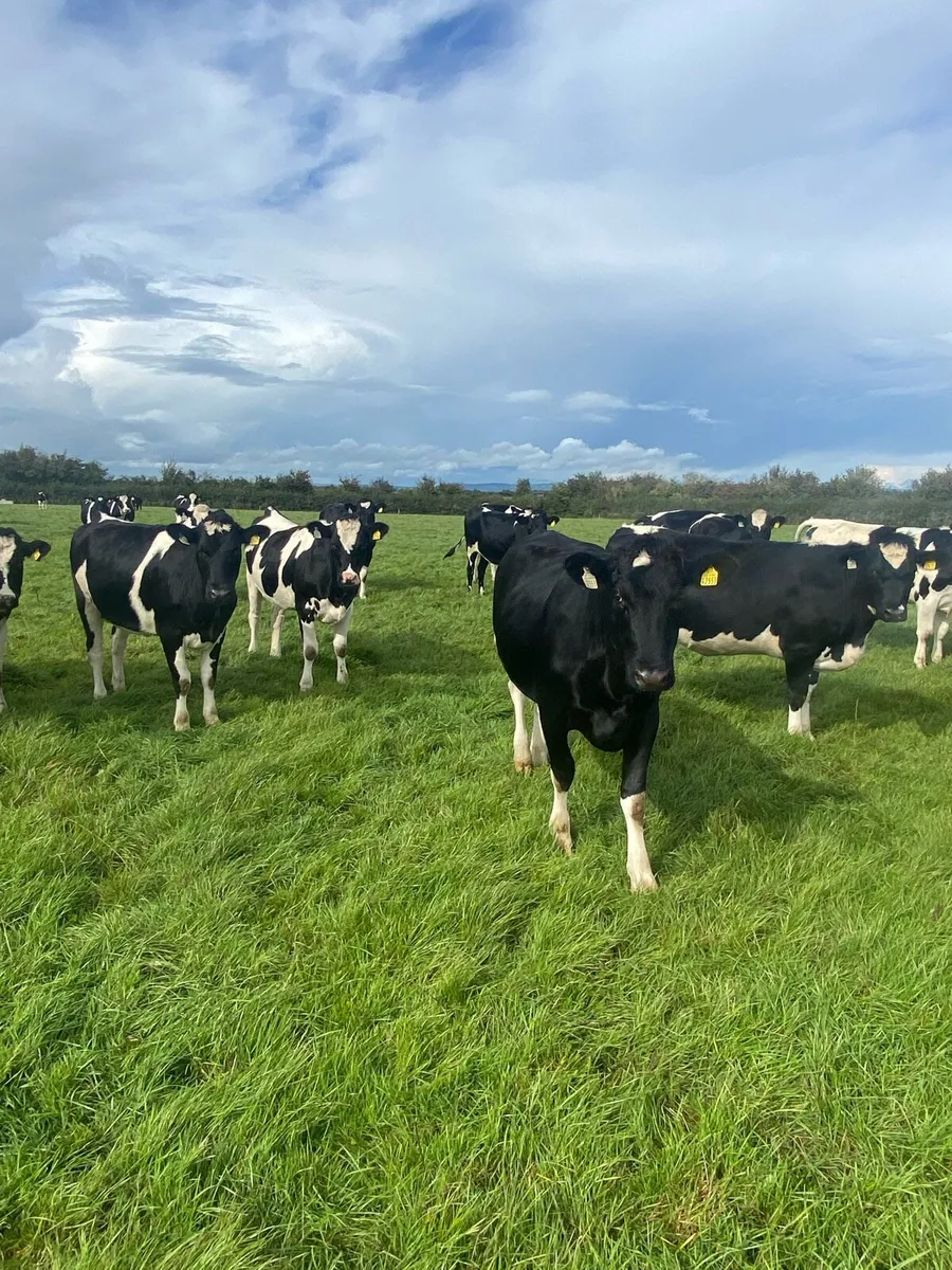 In calf heifers - Image 4