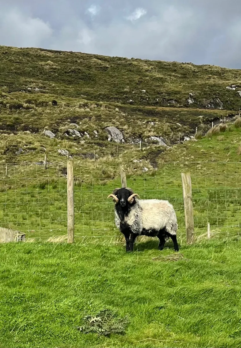 Mayo ram - Image 1