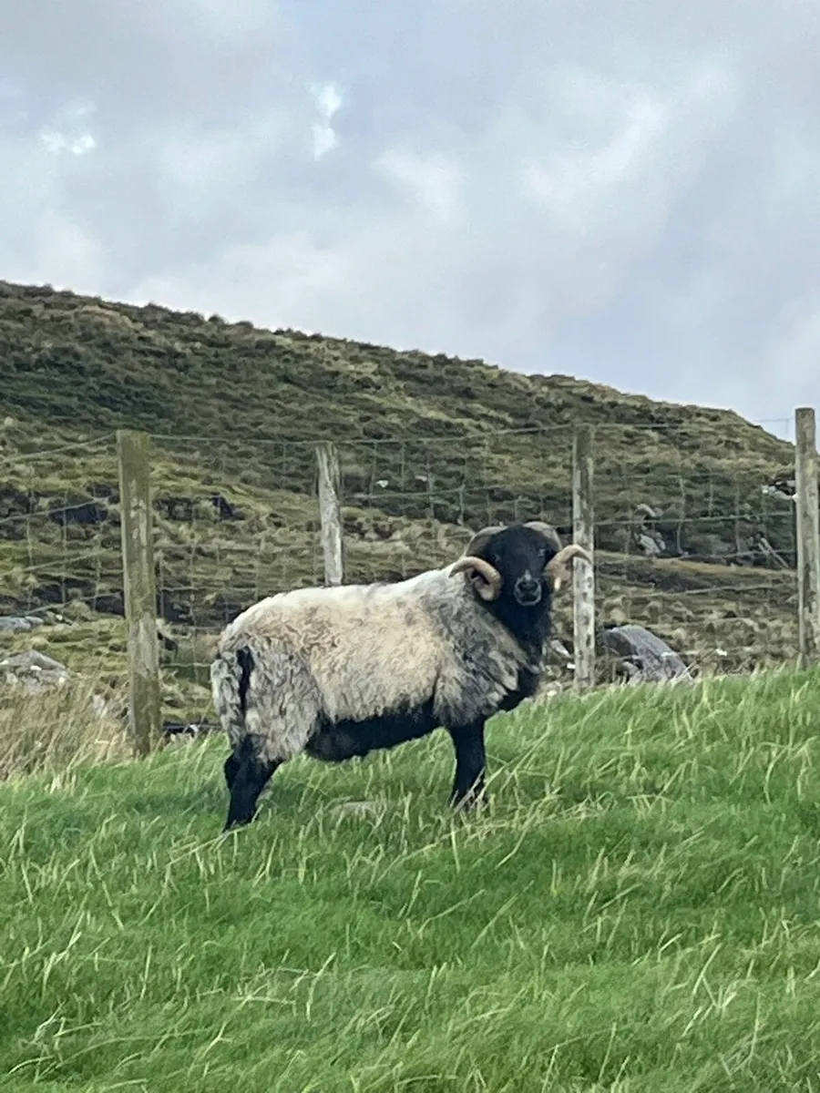 Mayo ram - Image 2