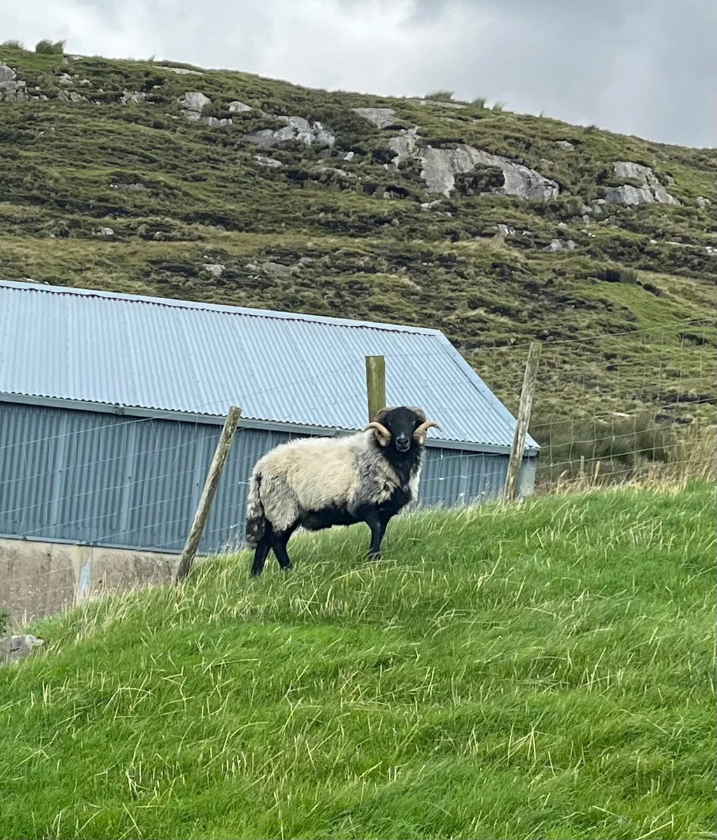 Mayo ram - Image 4