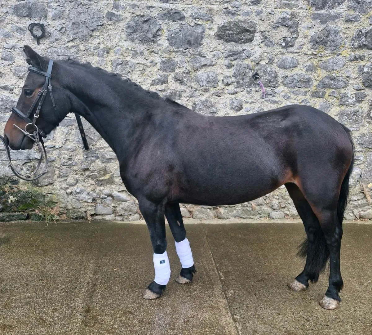 "AG DOUBLE BUBBLE "Stunning 12.1 6yr old mare - Image 1