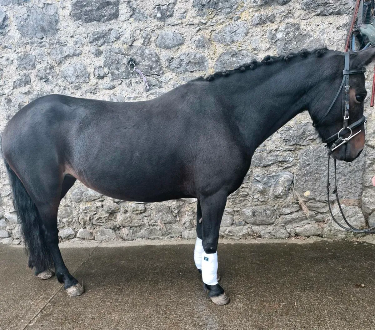 "AG DOUBLE BUBBLE "Stunning 12.1 6yr old mare - Image 4
