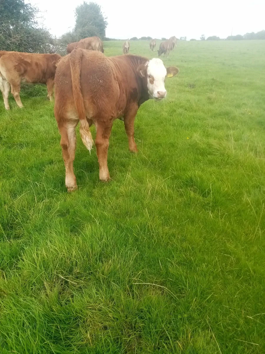 Cows with calfs at foot - Image 1