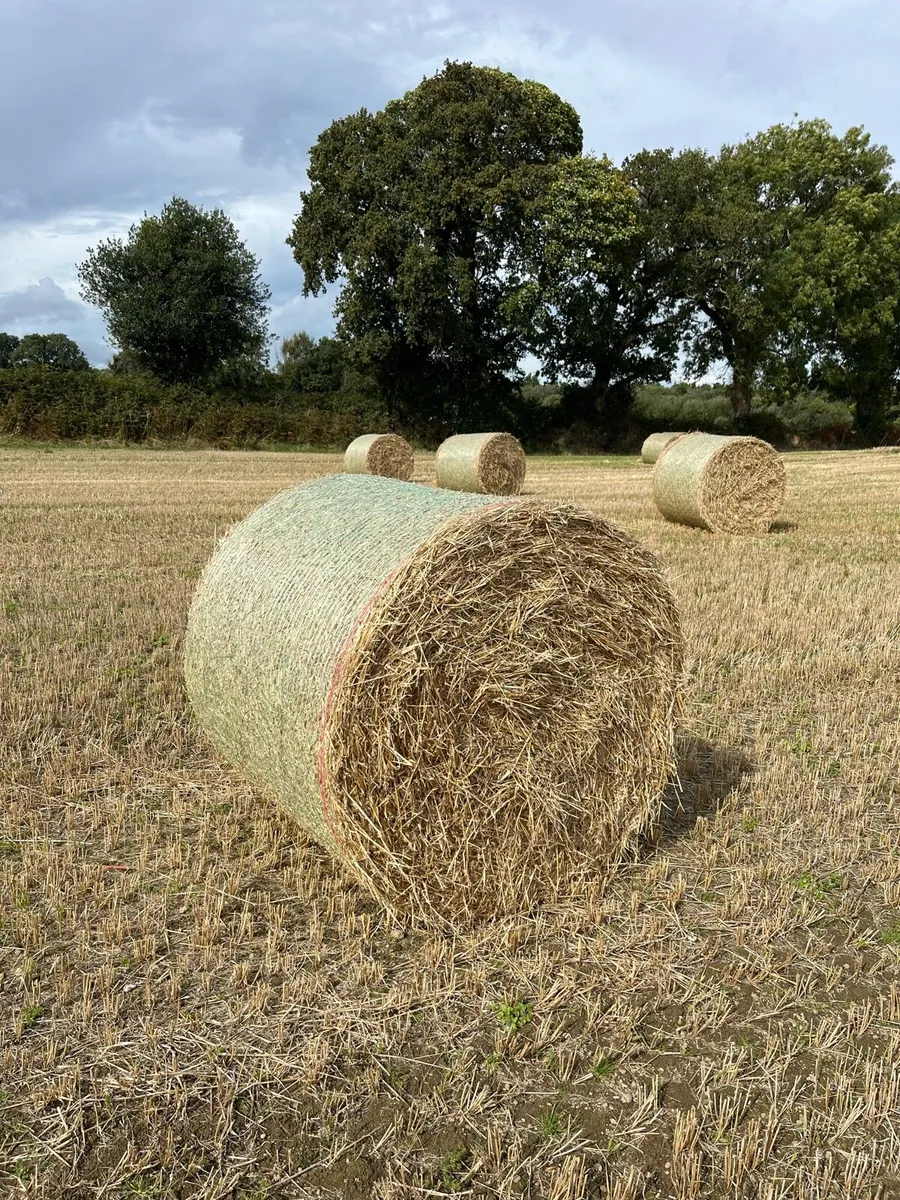 Barley Straw