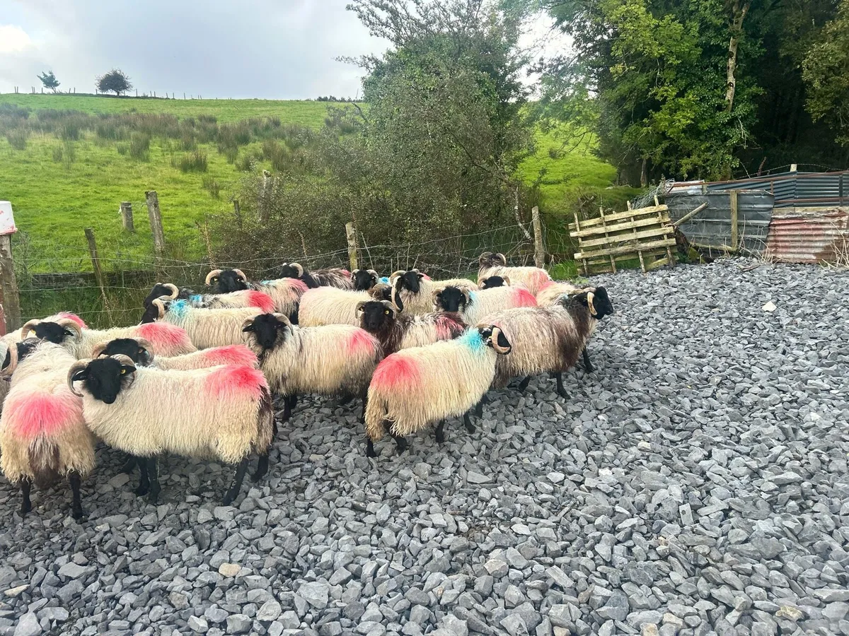 40 SIS approved Mayo Mountain Lamb Rams - Image 1