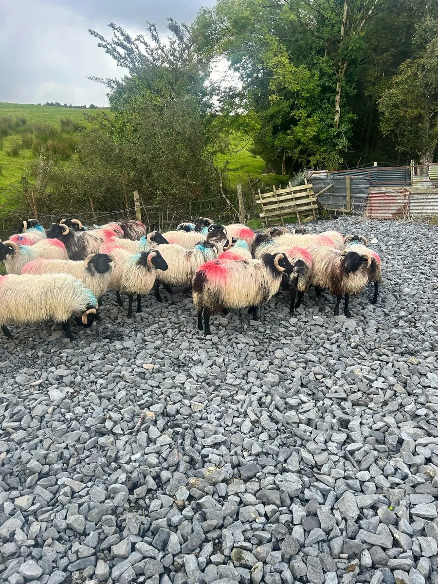40 SIS approved Mayo Mountain Lamb Rams - Image 2