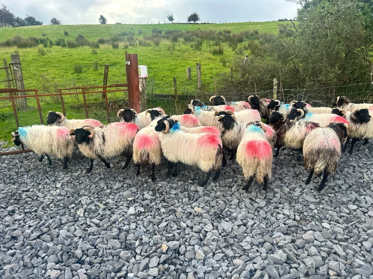 40 SIS approved Mayo Mountain Lamb Rams - Image 3
