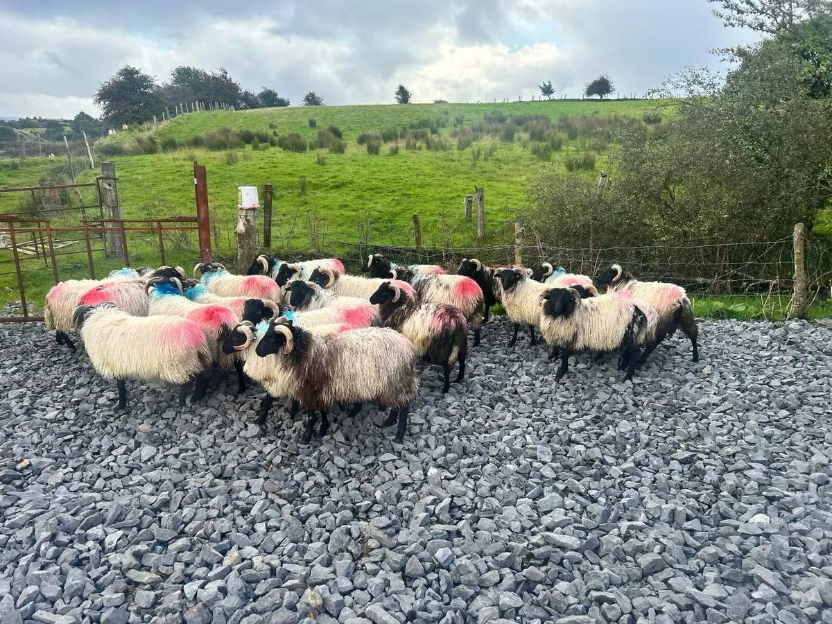 40 SIS approved Mayo Mountain Lamb Rams - Image 4