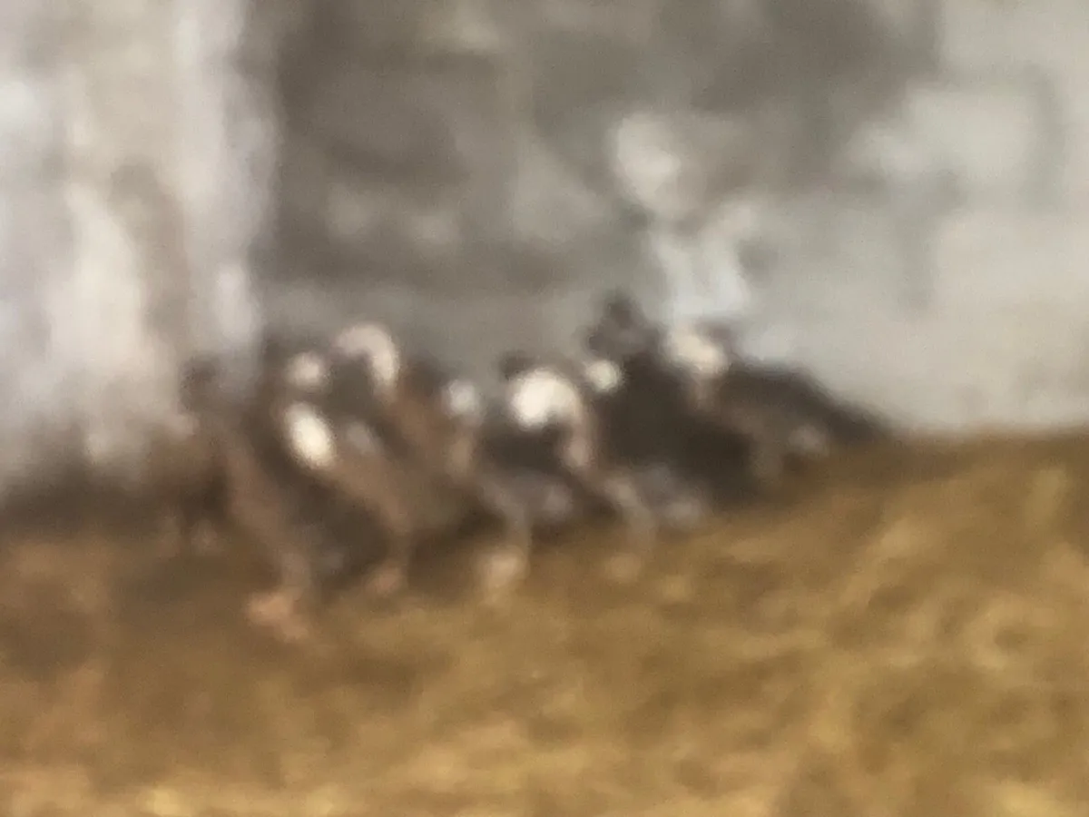 Poultry - Image 1