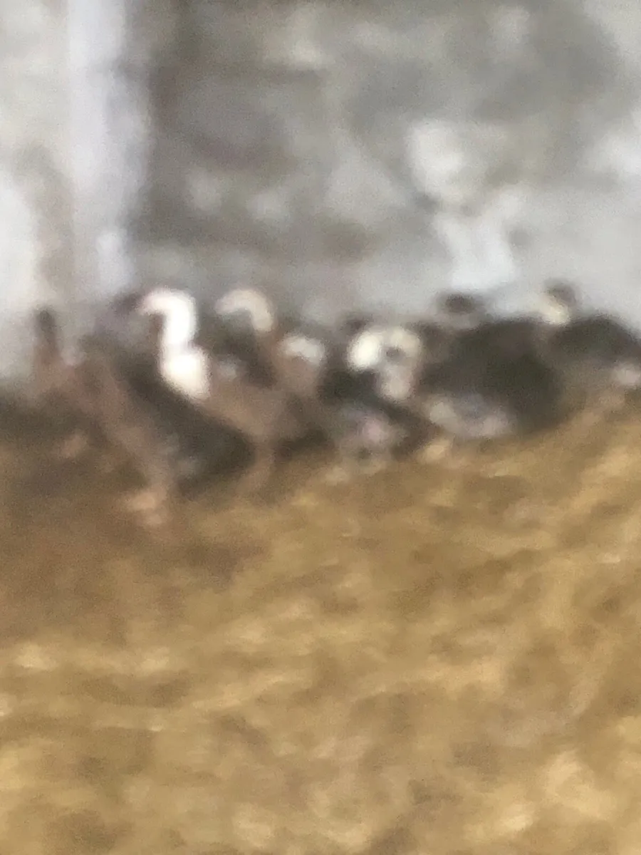 Poultry - Image 2