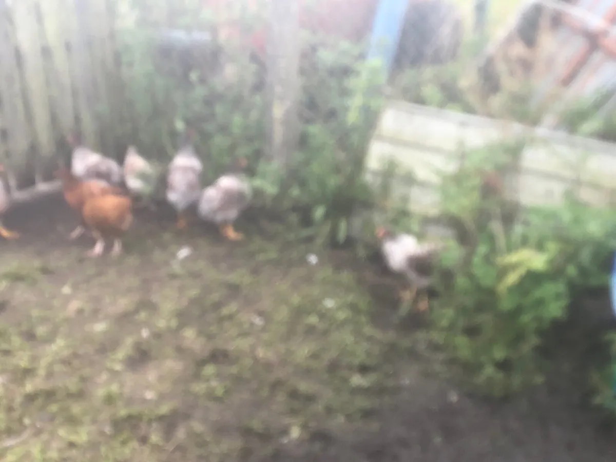 Poultry - Image 3