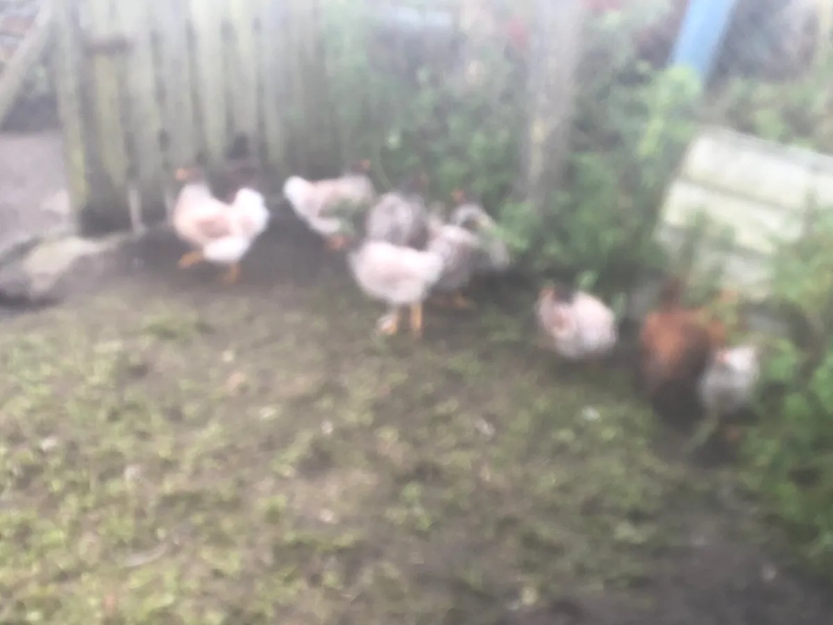 Poultry - Image 4