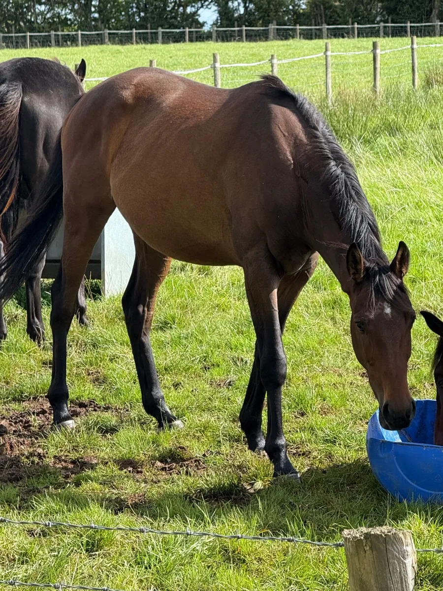 Horse - Image 2