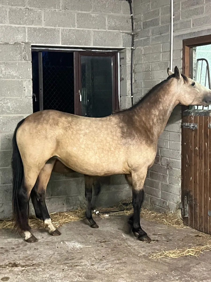 Dun connemara mare,dun colt & scanned in foal - Image 1