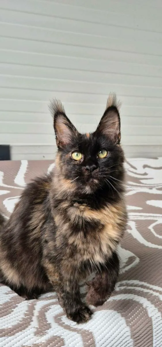 Maine coon - Image 1