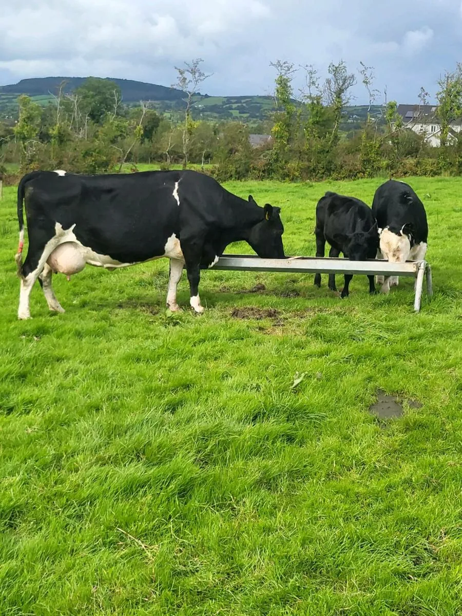 Cow and two weanlings - Image 1