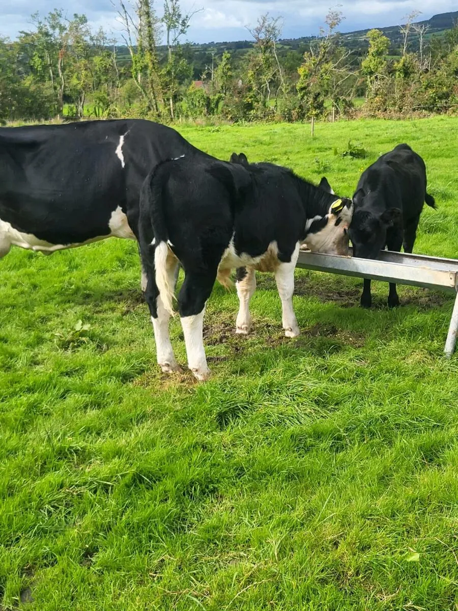 Cow and two weanlings - Image 3