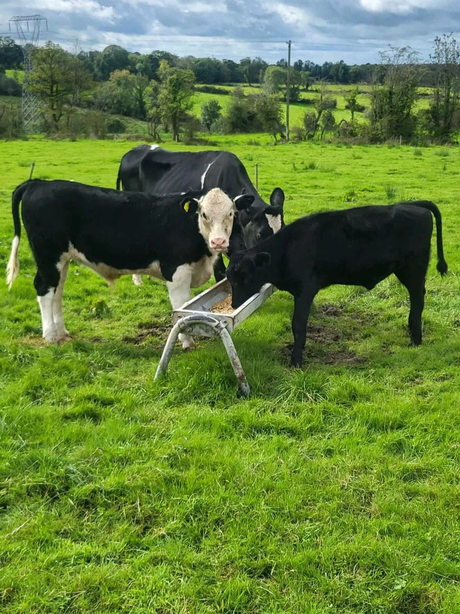 Cow and two weanlings - Image 4