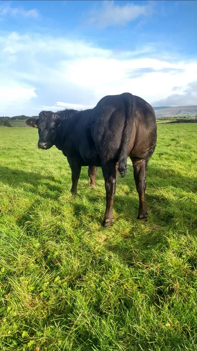 Breeding heifers ballina mart 16th Sept - Image 1