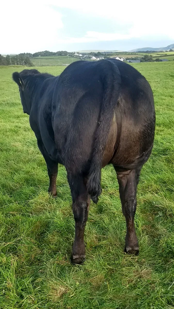 Breeding heifers ballina mart 16th Sept - Image 2