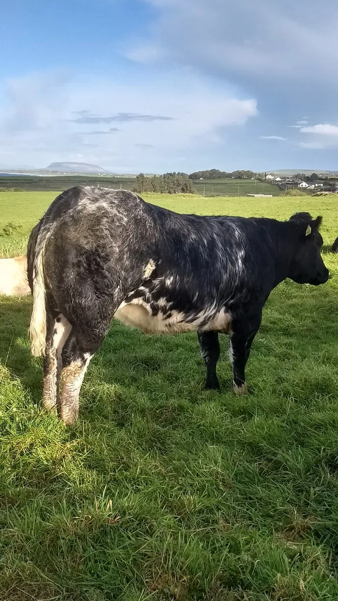Breeding heifers ballina mart 16th Sept - Image 3