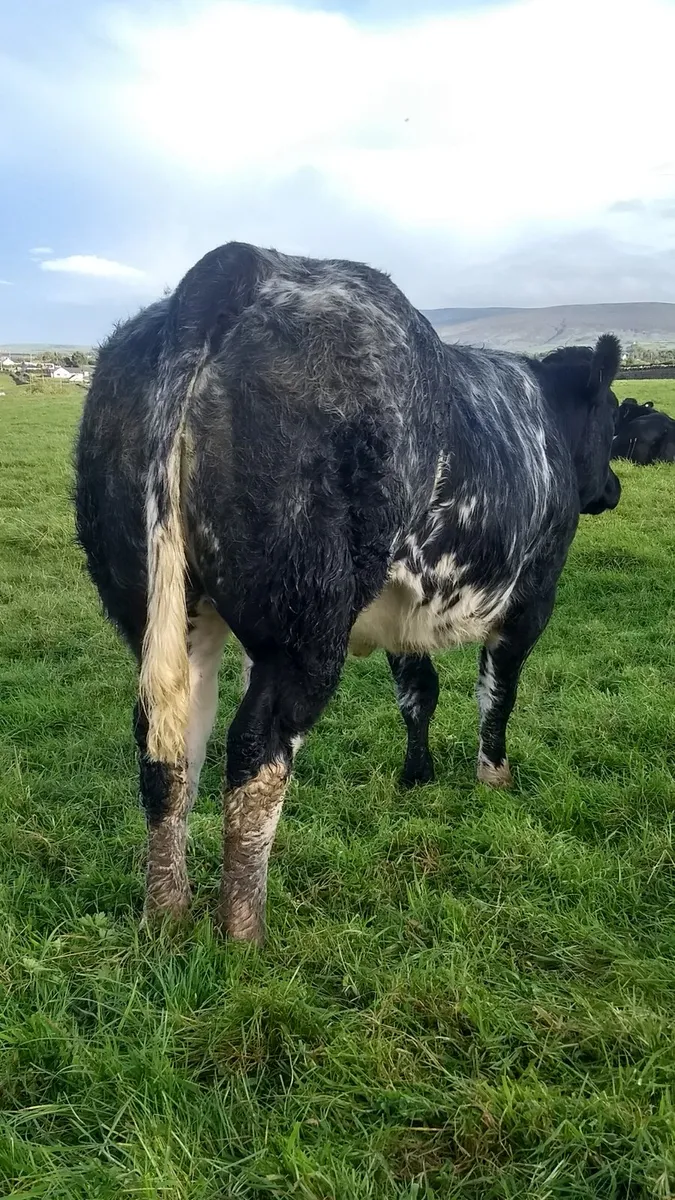 Breeding heifers ballina mart 16th Sept - Image 4
