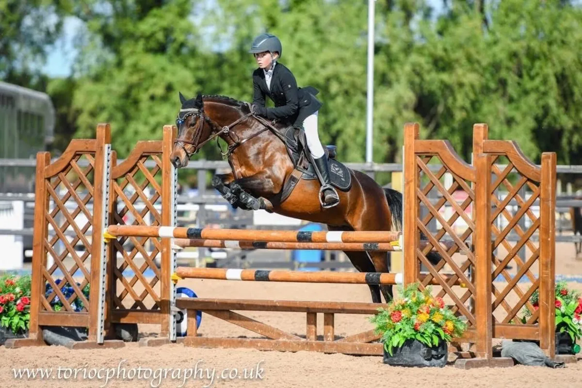 138 7yo Mare - Image 1