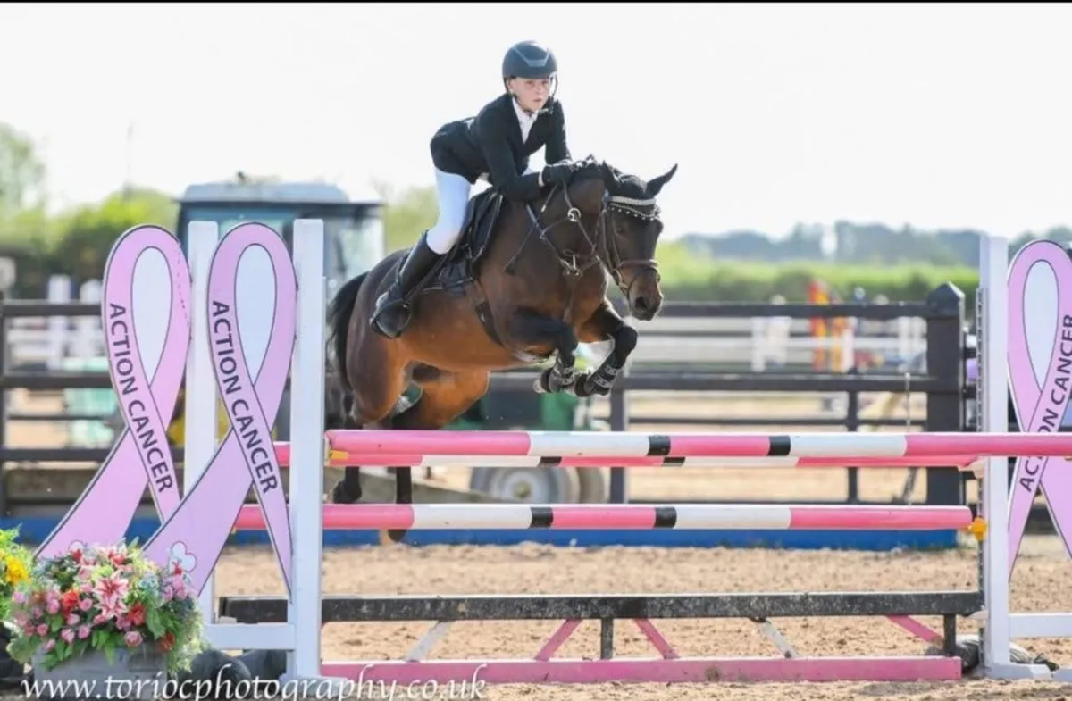 138 7yo Mare - Image 3