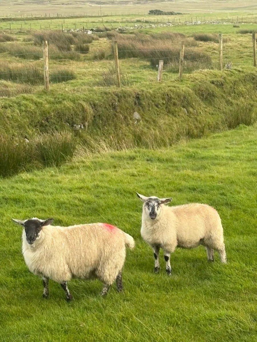 Six mule lambs - Image 2