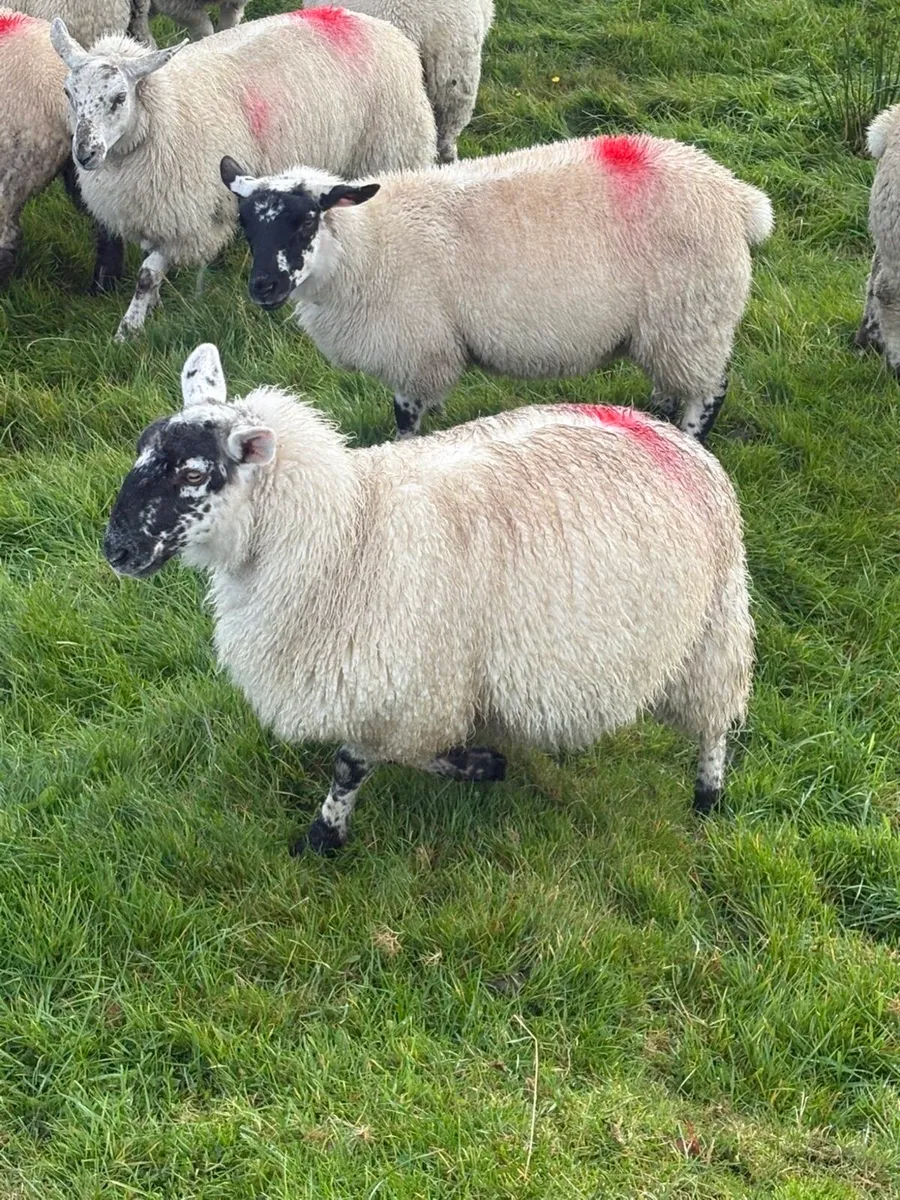 Six mule lambs - Image 3