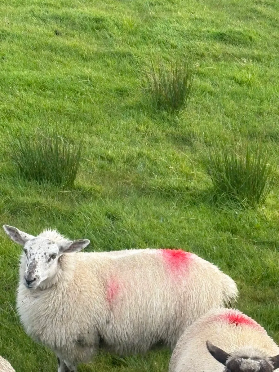 Six mule lambs - Image 4
