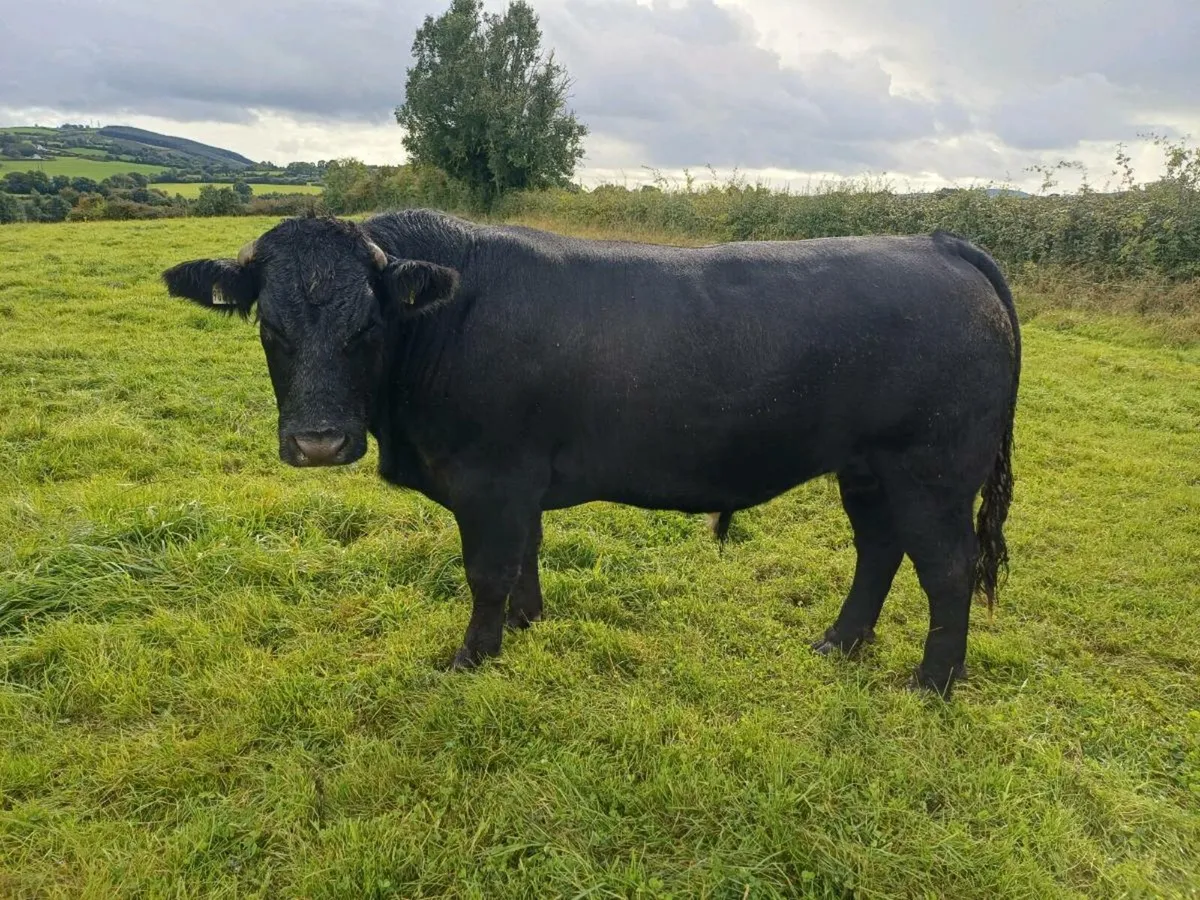 Heavy cattle - Image 1