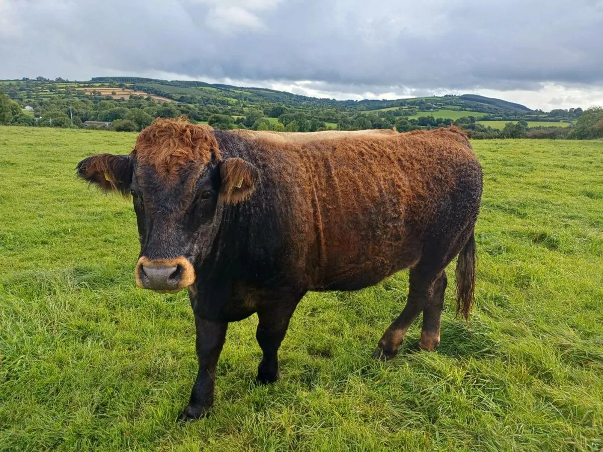 Heavy cattle - Image 2