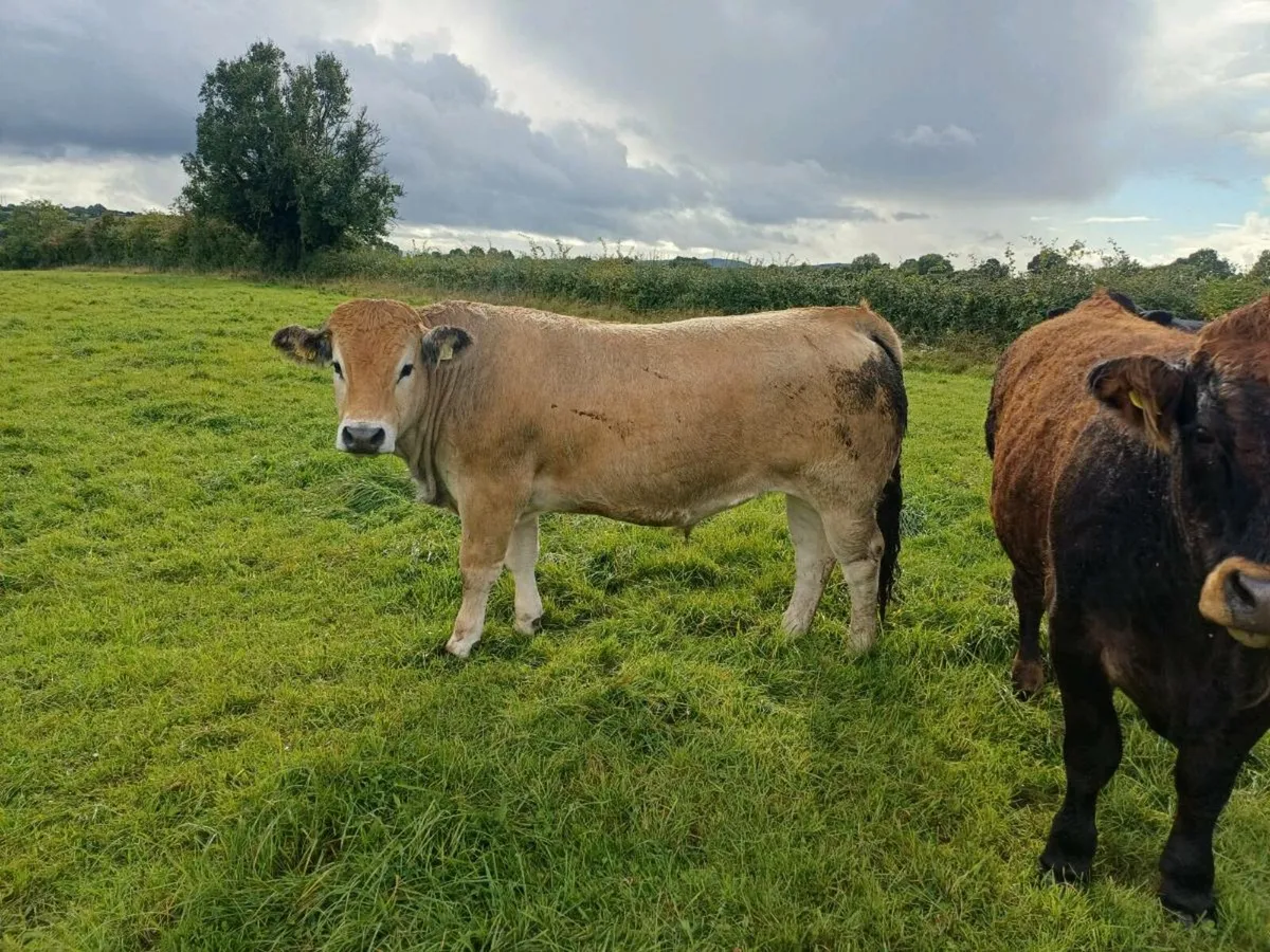 Heavy cattle - Image 3
