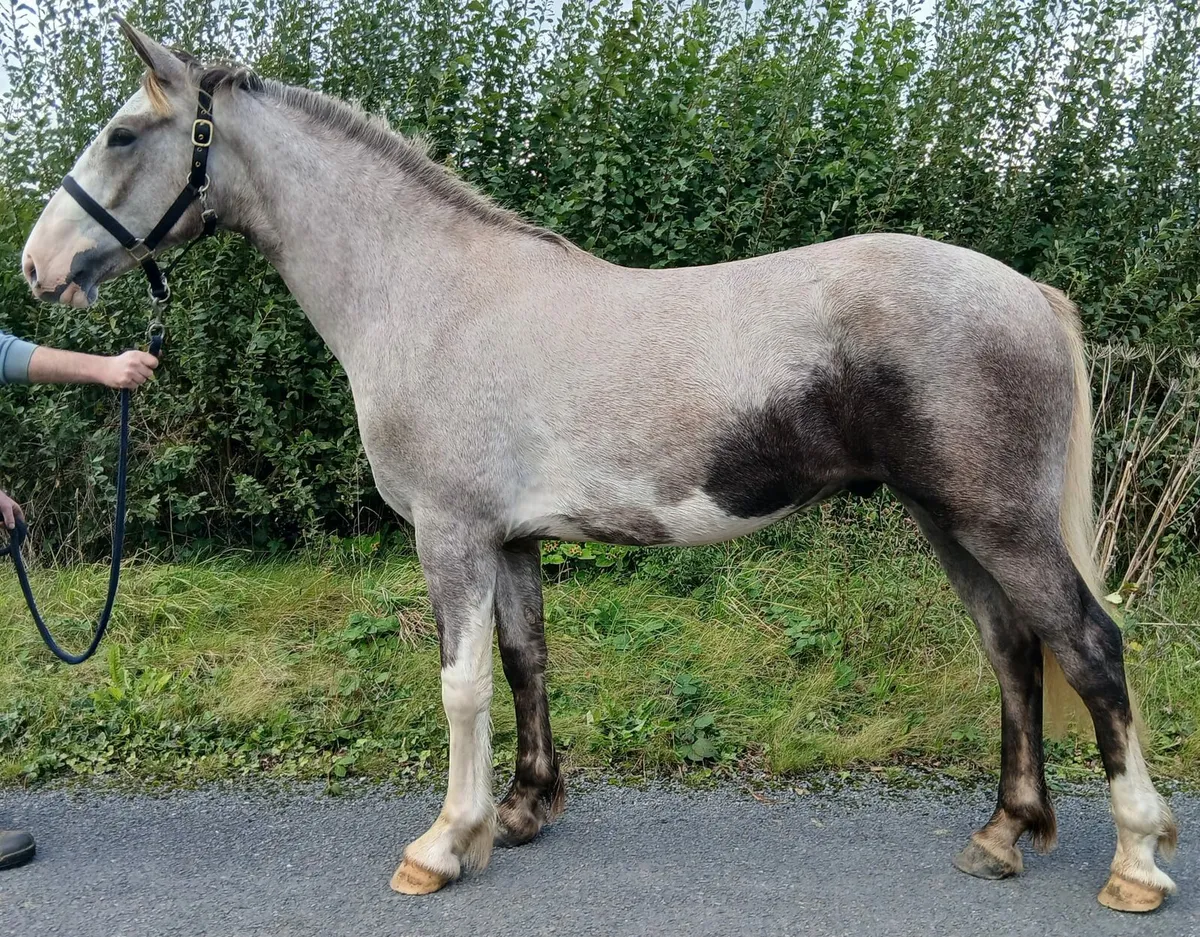 Draught X Cob going to Banagher fair - Image 1