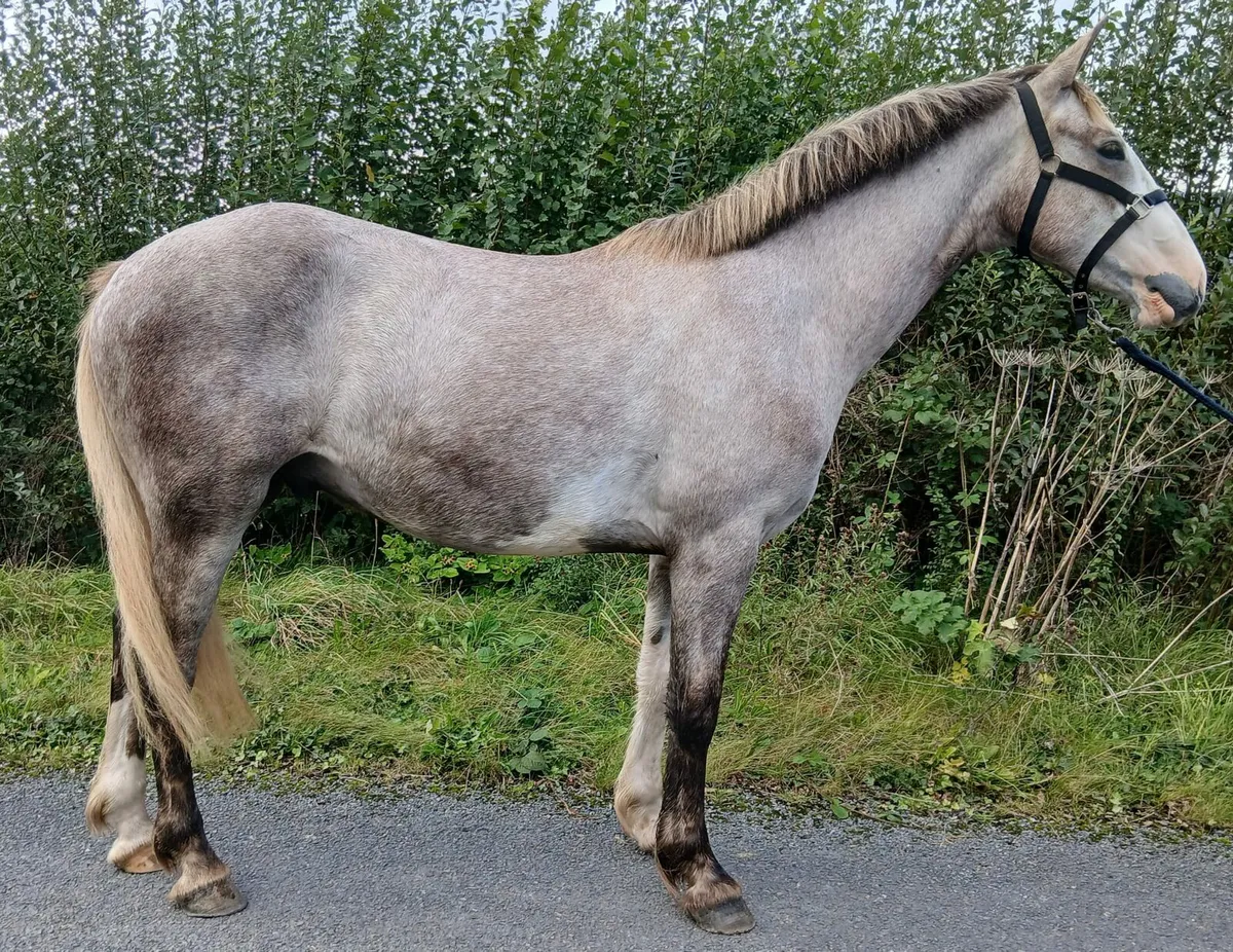 Draught X Cob going to Banagher fair - Image 2