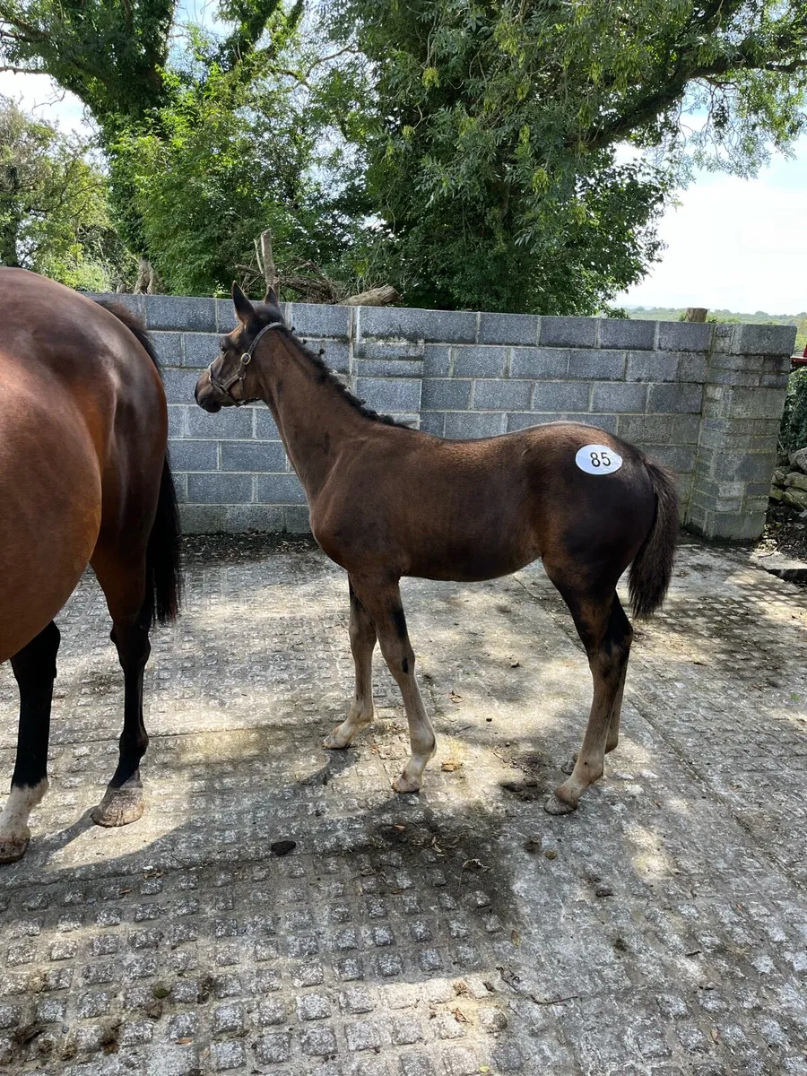 ☘️TID filly foal - Image 1