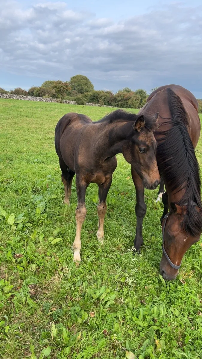 ☘️TID filly foal - Image 2
