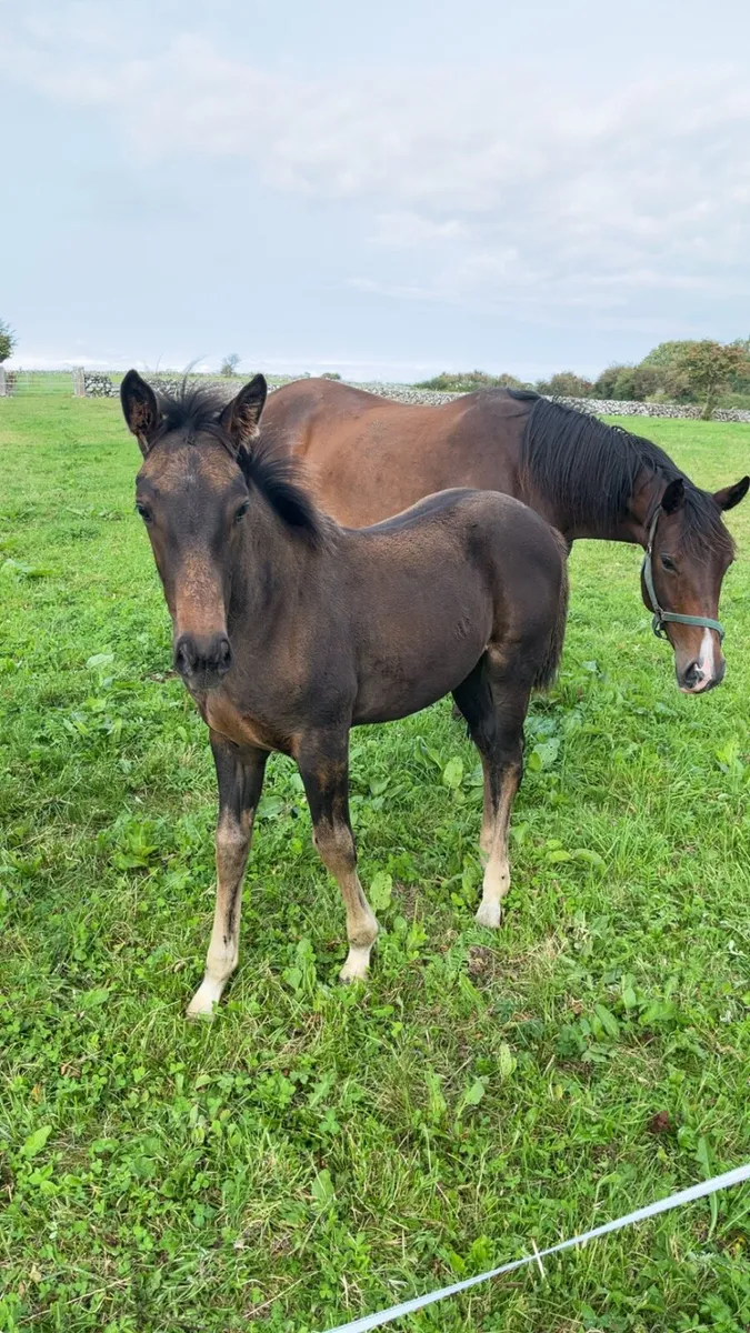 ☘️TID filly foal - Image 3