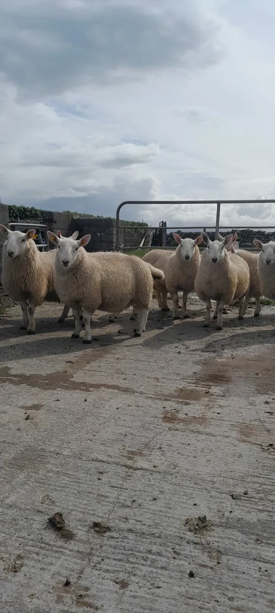 North Country Cheviot Ram Lambs - Image 1