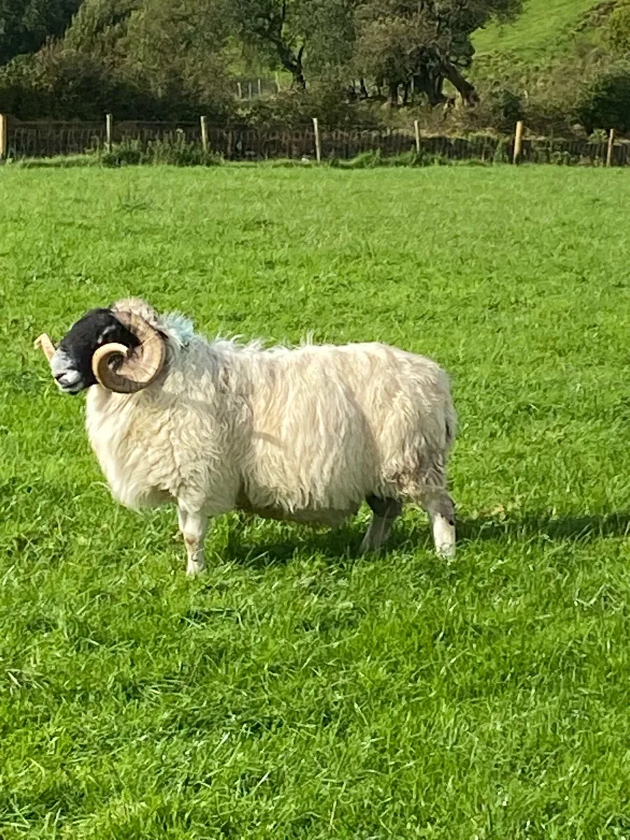 Ram